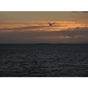 Radio Gemini International