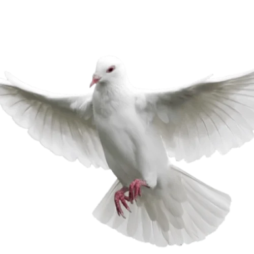 Vida en Cristo