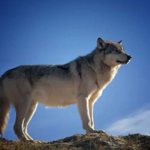 WDRS The WOLF
